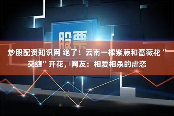 炒股配资知识网 绝了！云南一棵紫藤和蔷薇花“交缠”开花，网友：相爱相杀的虐恋